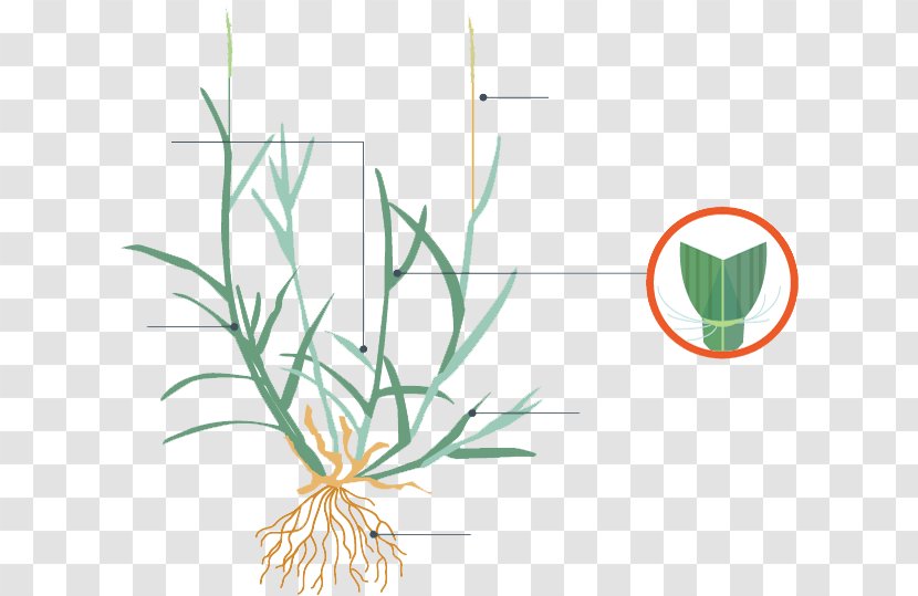 Grasses Plant Stem Leaf Flower Clip Art - Grass Transparent PNG