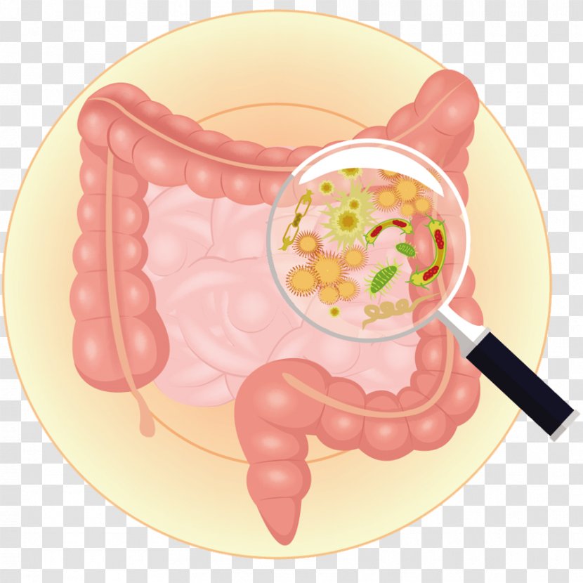 Gut Flora Gastrointestinal Tract Bacteria Large Intestine Prebiotic - Small Intestinal Bacterial Overgrowth Transparent PNG
