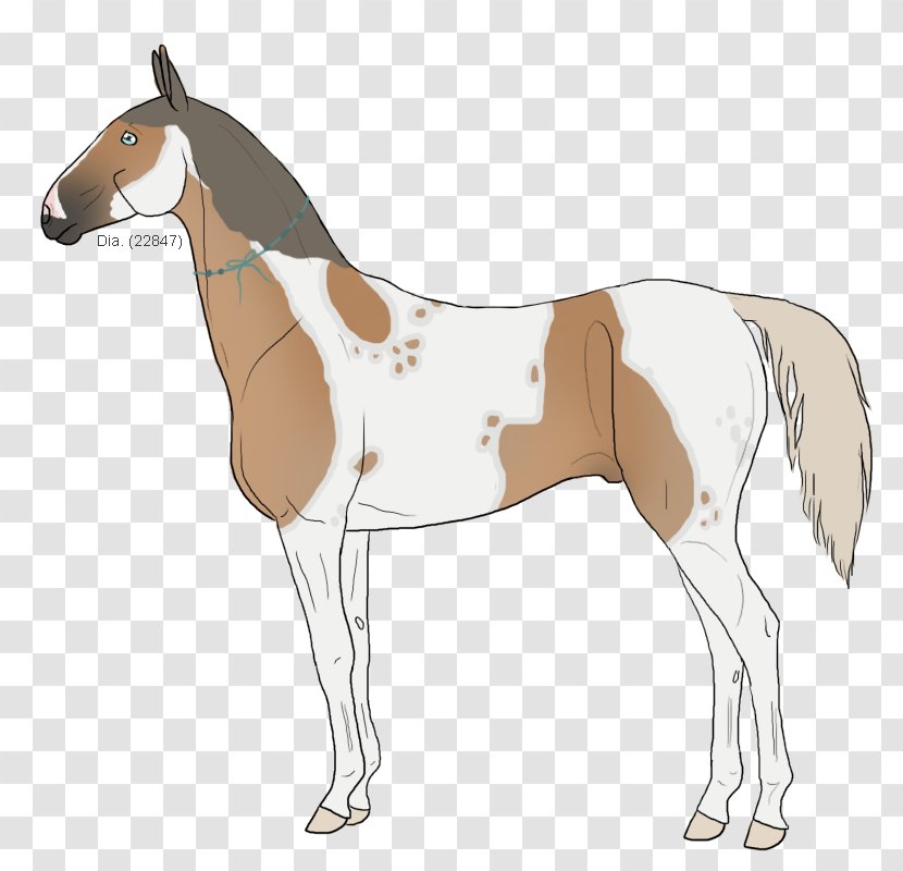 Mule Foal Stallion Mare Donkey - Horse Tack Transparent PNG