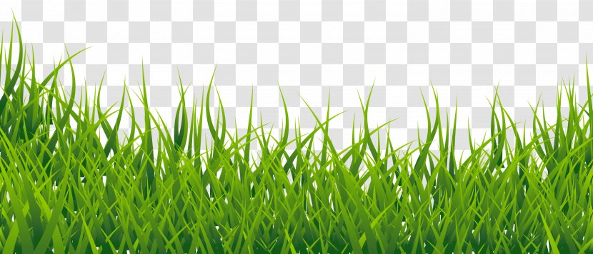 Clip Art - Lawn - Grass Transparent PNG