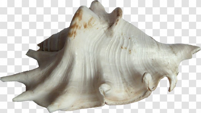 Bivalvia Seashell Clam Mussel Oyster - Conkers Transparent PNG