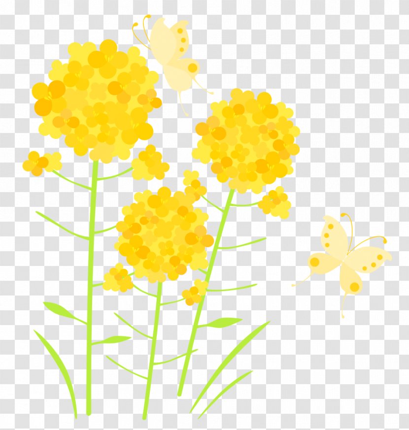 Petal Cut Flowers Plant Stem Flowering - Spring Material Transparent PNG