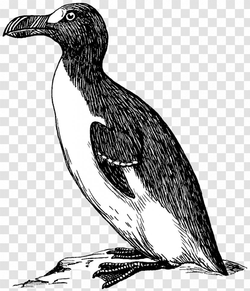 Penguin Great Auk Clip Art Vector Graphics Bird - Feather Transparent PNG