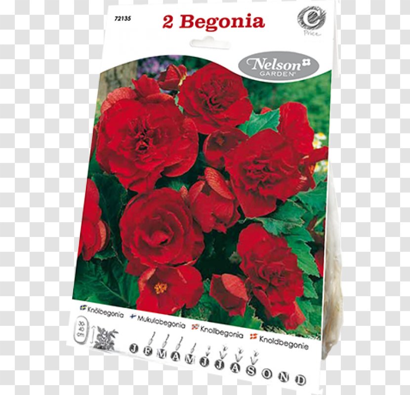 Garden Roses La Recoleta Cemetery Petal Font - Rose Order Transparent PNG