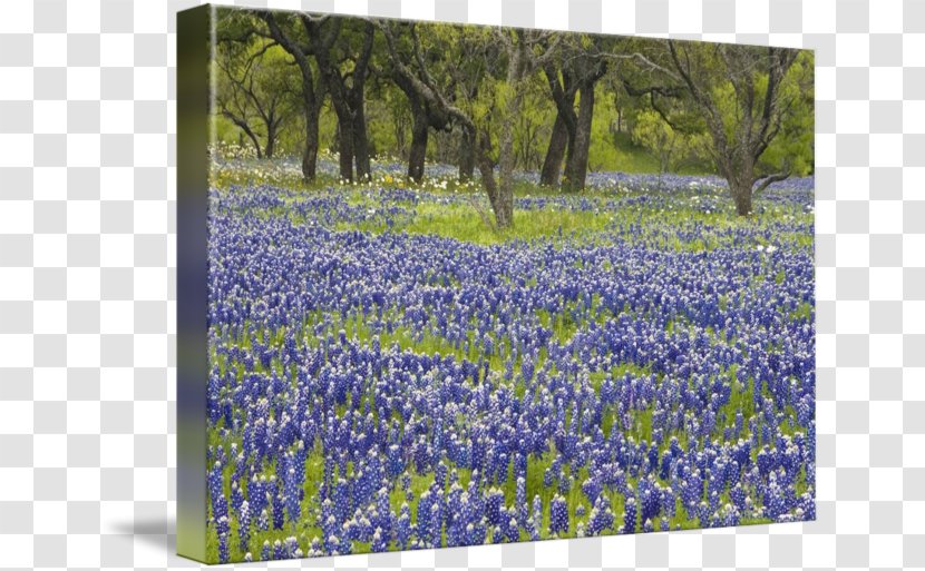 Bluebonnet Gallery Wrap English Lavender Meadow Texas - Flower Transparent PNG