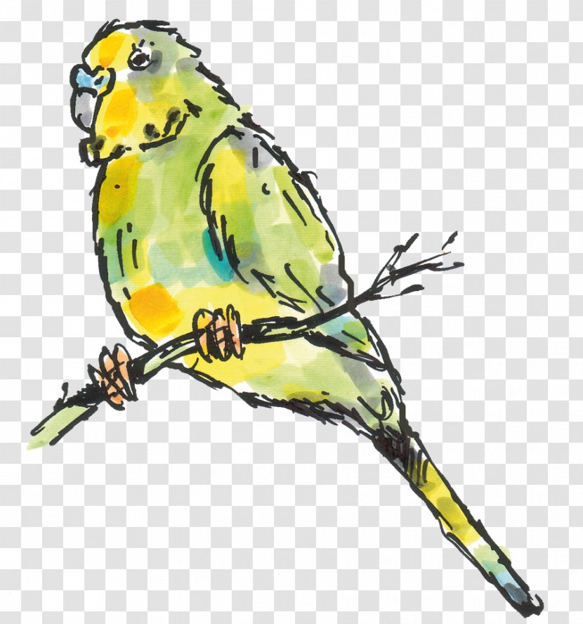 Budgerigar Lovebird Parakeet Macaw - Pet - Bird Transparent PNG
