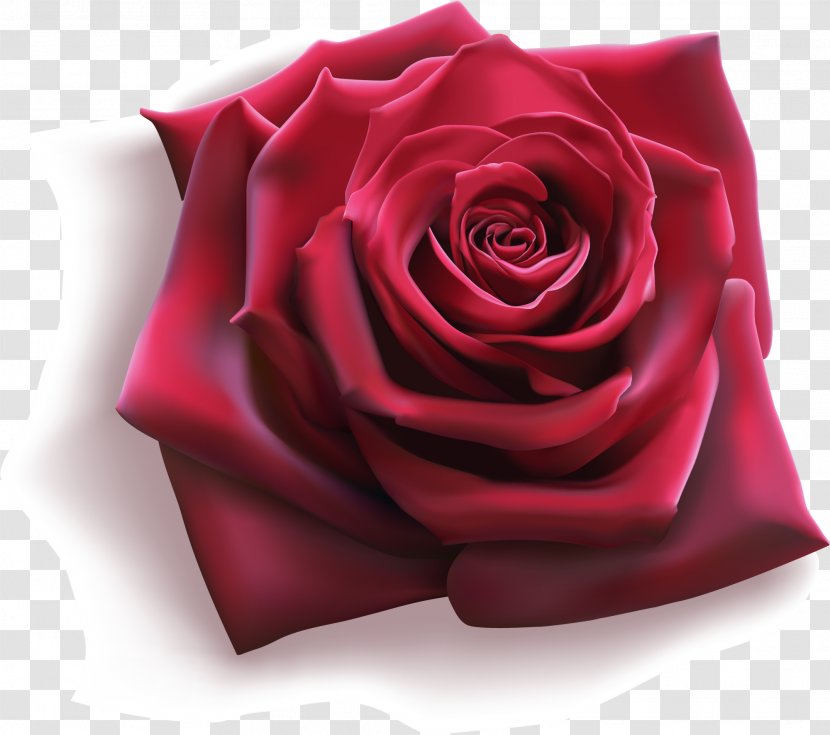 Rose Flower Illustration - Order - Wine Red Roses Transparent PNG