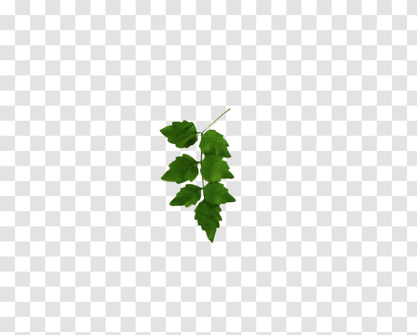 Leaf Green Tree Pattern - Square Inc - 7 Leaves Transparent PNG