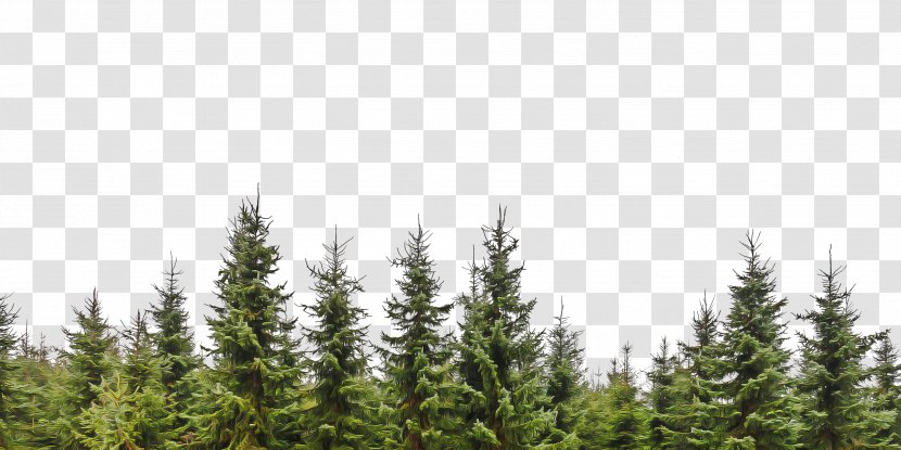 Family Tree Background - Red Pine - National Park Colorado Spruce Transparent PNG