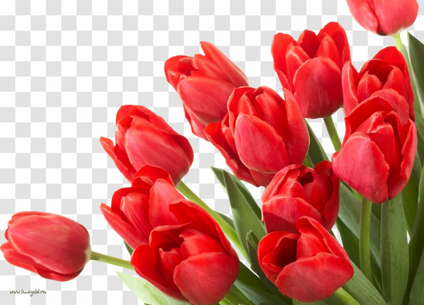Flower Bouquet Floristry Desktop Wallpaper - Tulip Transparent PNG
