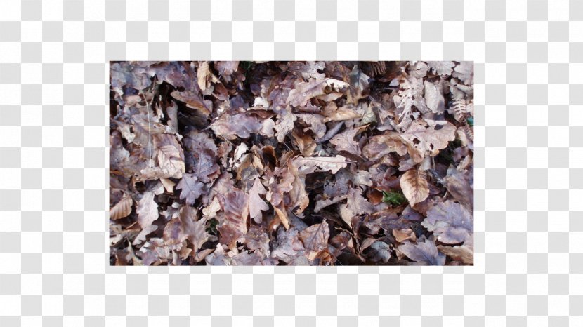 Photography Oak - Leaf - Dry Leaves Transparent PNG
