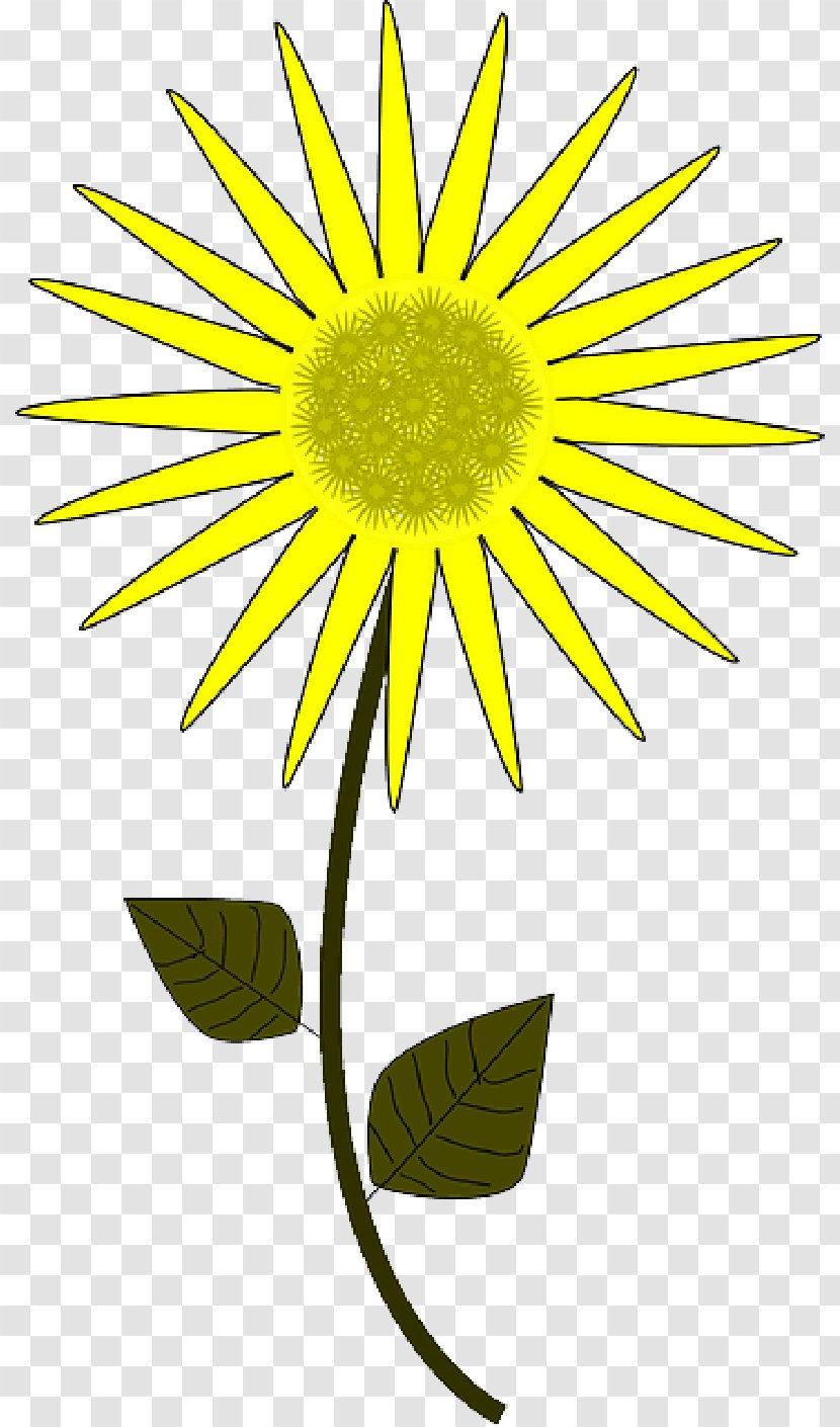 Vector Graphics Drawing Clip Art Cartoon Sunflower - Mayweed - Camomile Transparent PNG