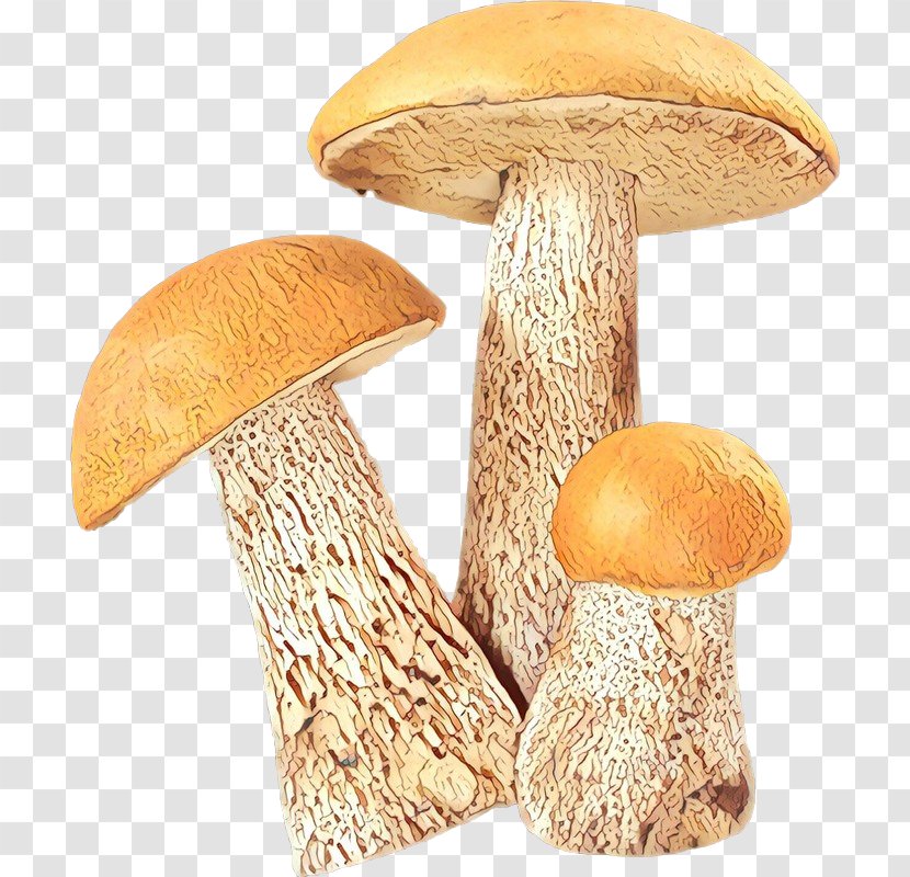 Pleurotus Eryngii Mushroom Image - Ve - Agaricaceae Transparent PNG