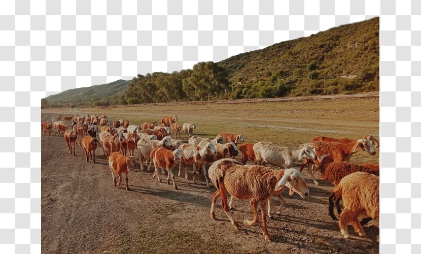 Herd Herding Ecoregion Pasture Steppe - Ranch - Herder Livestock Transparent PNG