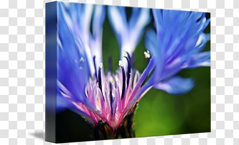 Cornflower Blue Fine Art Photography - Purple - Wildflower Transparent PNG