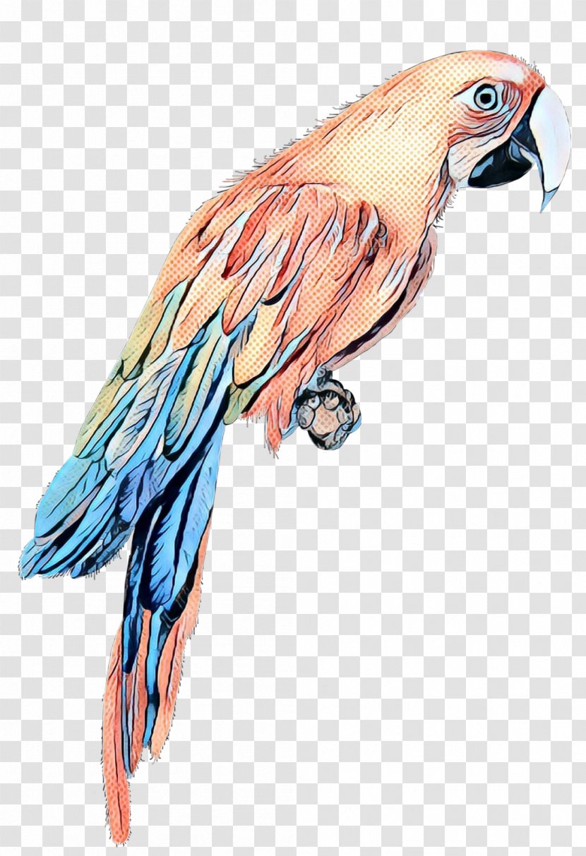 Macaw Parakeet Beak Feather Bird - Wing - Falconiformes Transparent PNG