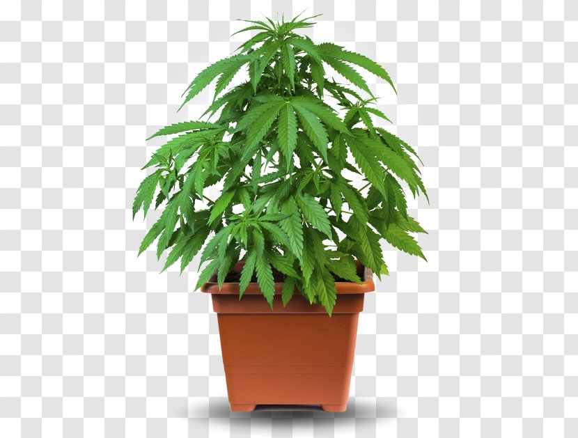 Cannabis Cultivation Medical Hemp Grow Box - Family - Plant Transparent PNG