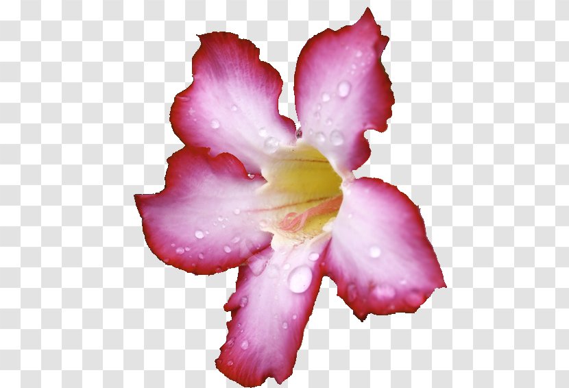 Azalea Iris Family Rose Pink M - Plants - Instagram Post Mockup Transparent PNG