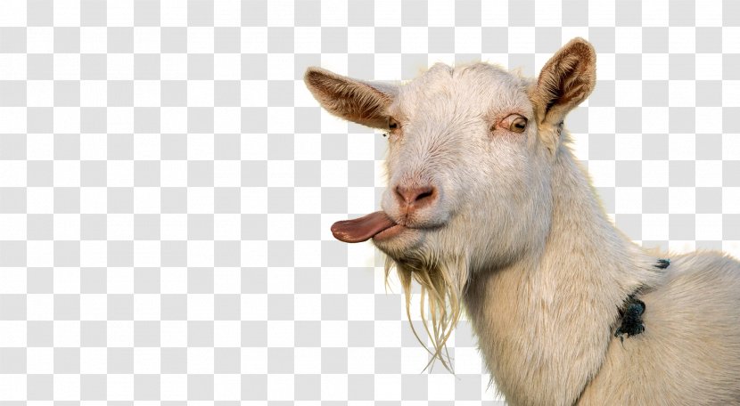 Goat Sheep Tongue Caprinae Livestock Transparent PNG