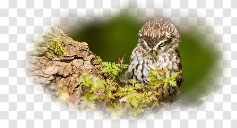 Desktop Wallpaper Owl High-definition Video Environment - Fauna Transparent PNG