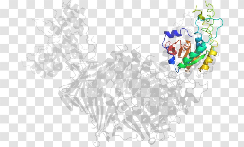 Drawing Line Art /m/02csf Clip - Flap Structurespecific Endonuclease 1 Transparent PNG