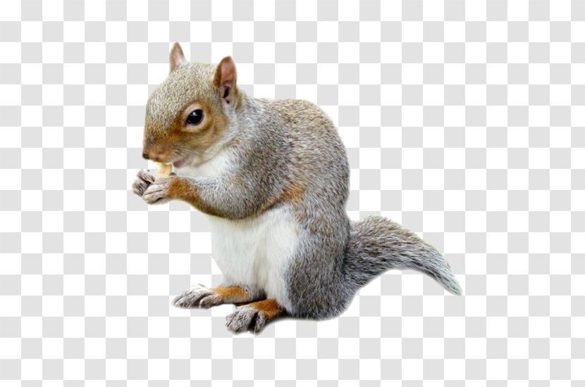 Fox Squirrel Rat Mouse Rodent - Terrestrial Animal Transparent PNG