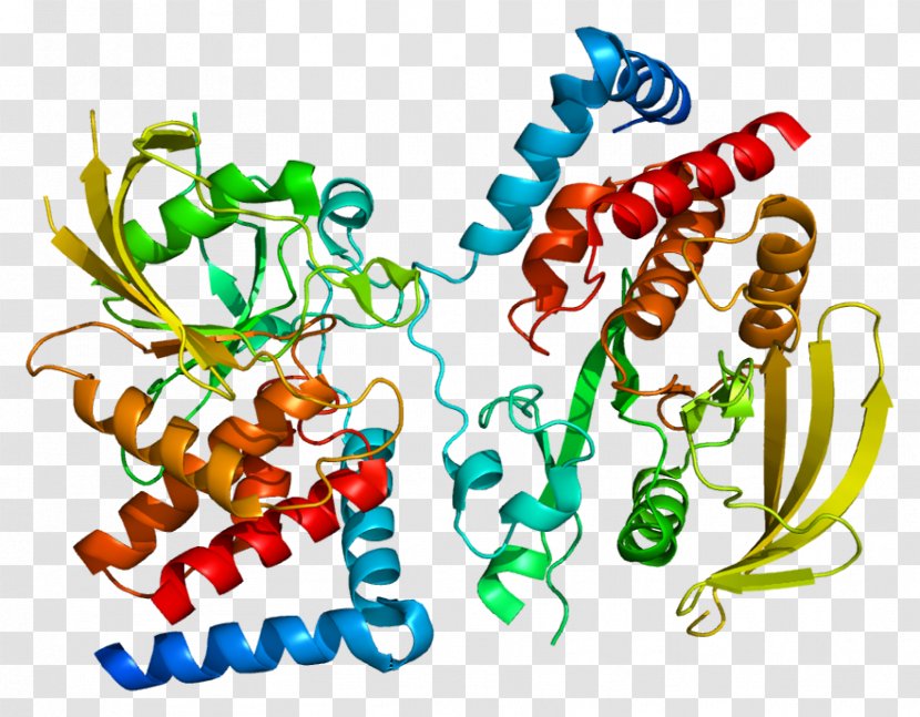 PTPRG Protein Receptor Tyrosine Phosphatase PTPRD PTPRJ - Frame - Watercolor Transparent PNG