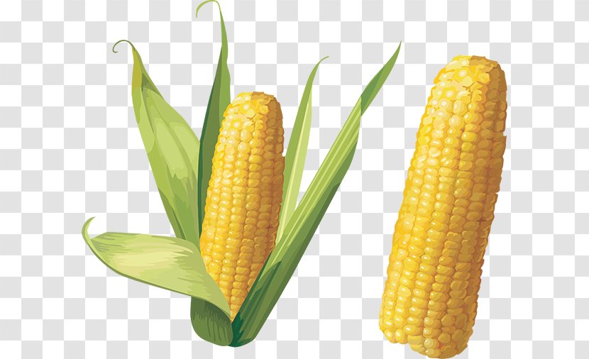 Corn On The Cob Sweet Clip Art - Kernels Transparent PNG