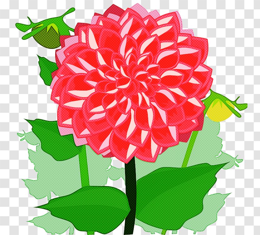 Flower Plant Dahlia Pink Petal - Cut Flowers Carnation Transparent PNG
