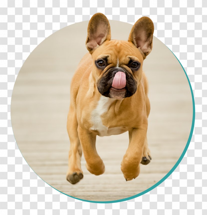 French Bulldog Toy Puppy American Transparent PNG