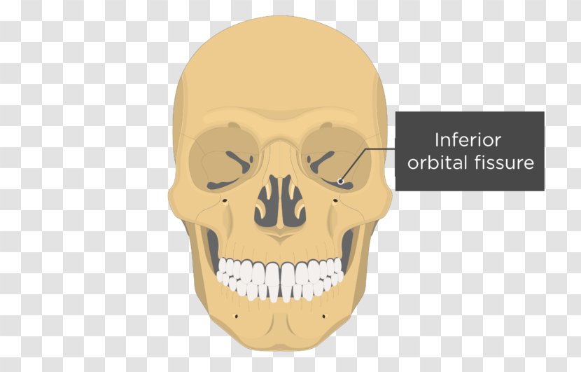 Vomer Lacrimal Bone Ethmoid Nasal Concha - Sphenoid Transparent PNG