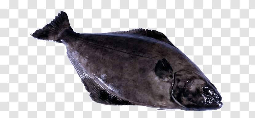 Fish Transparent PNG