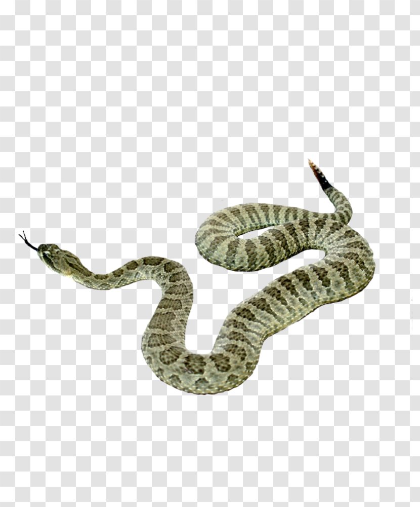 Snake Reptile - Viper - Picture Transparent PNG