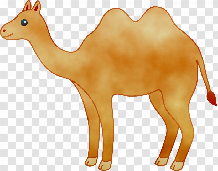 Clip Art Camel Vector Graphics Free Content - Drawing - Livestock Transparent PNG