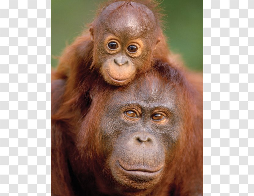 Ape Primate Orangutan Baby Tanjung Puting Anteater - Great - Monkey Transparent PNG