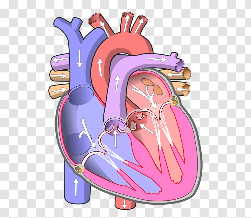 Heart Atrium Circulatory System Blood Vessel Ventricle - Cartoon Transparent PNG
