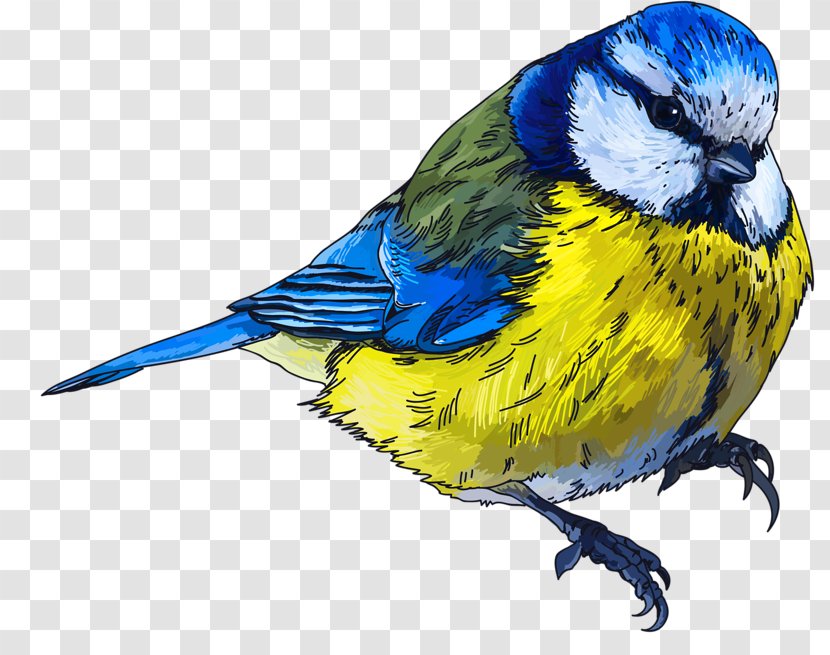 Bird Drawing Clip Art Image - Sparrow Transparent PNG