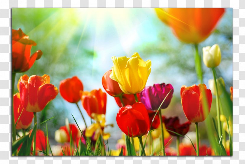 Paper Wall Flower Panelling Wallpaper - Meadow Transparent PNG