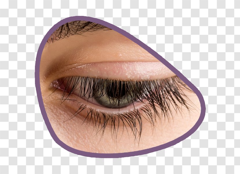 Eyebrow Eyelash Eye Shadow Hair - Long Eyelashes Transparent PNG