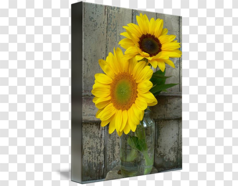 Common Sunflower Cut Flowers Transvaal Daisy Floristry - Mason Jar Transparent PNG