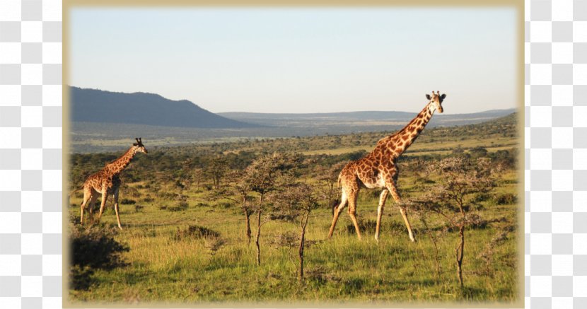 Giraffe Centre Maasai Mara Karen Blixen Museum Tsavo East National Park - Deep Forest Transparent PNG