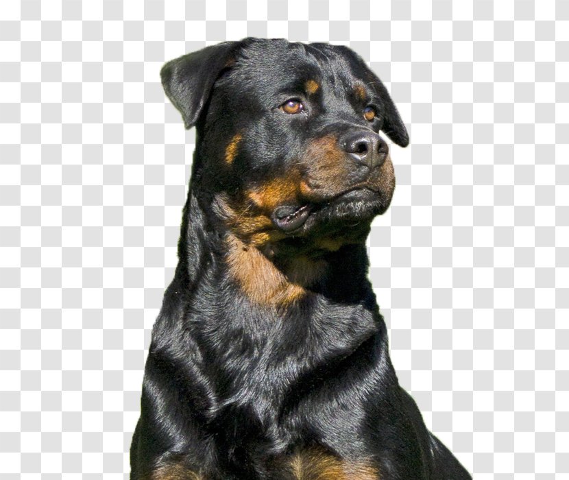 Rottweiler Dog Breed Snout Razas Nativas Vulnerables Transparent PNG