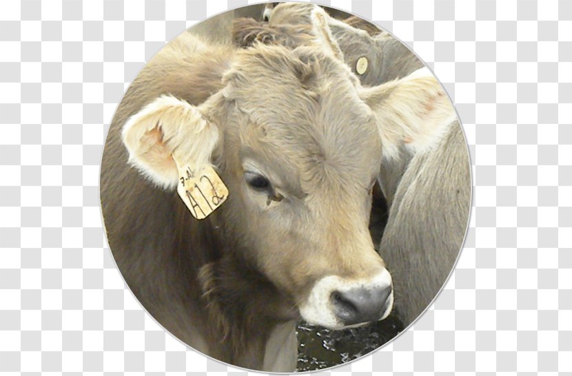 Dairy Cattle Charolais Ox Livestock Animal Husbandry - Phenotype Transparent PNG