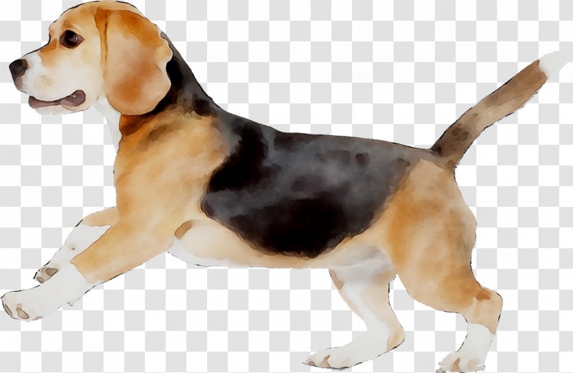 Beagle-Harrier English Foxhound American - Finnish Hound Transparent PNG