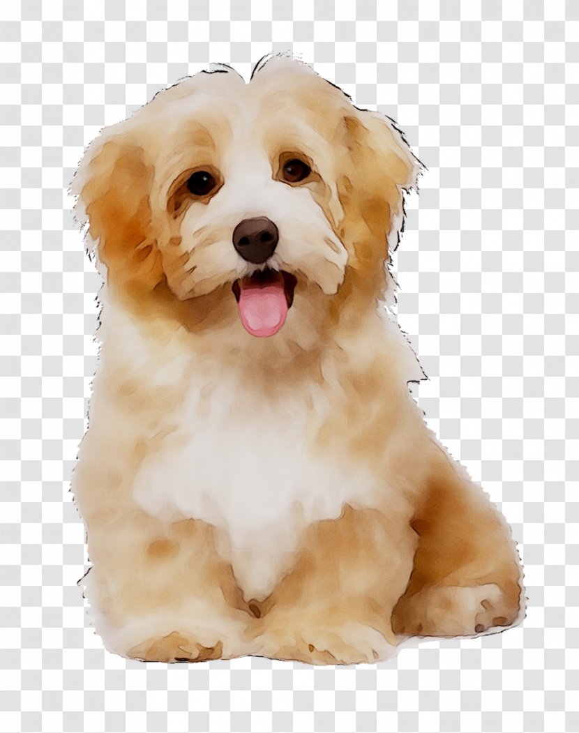 Dog Cat Puppy Pet Carrier - Love Transparent PNG