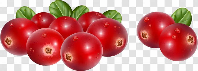 Lingonberry Cranberry Stock Photography Clip Art Transparent PNG