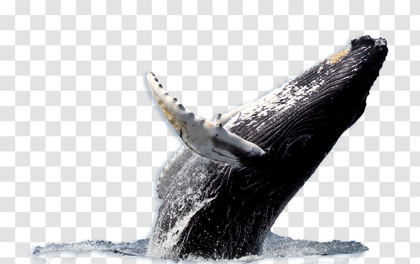 Humpback Whale Blue Watching Whaling - Baleen - Villa De Leyva Colombia Transparent PNG