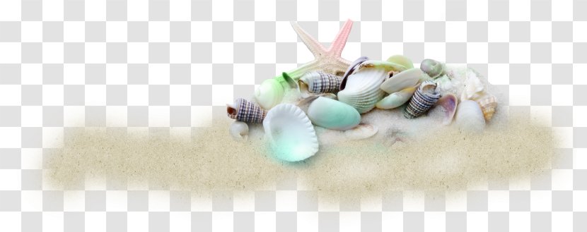 Seashell Beach Cockle Sand Clip Art - Sea Snail Transparent PNG
