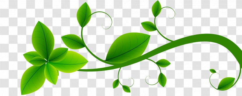 Flower Plant Stem Leaf Branching Clip Art - Organism Transparent PNG