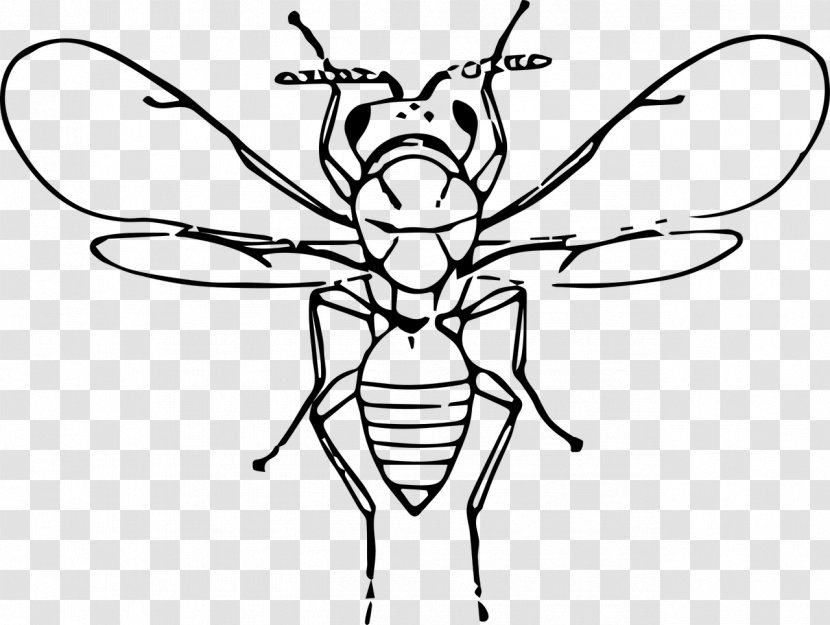 Clip Art - Symmetry - Insects Transparent PNG